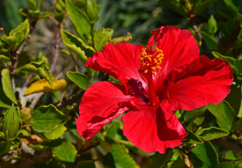 Beautiful red Hibiscus flowers (China rose,Gudhal,Chaba,Shoe flower) in the garden of Tenerife,Canary Islands, Spain.
