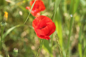 Naklejka premium Blurred red poppy flowers on a blurred green background