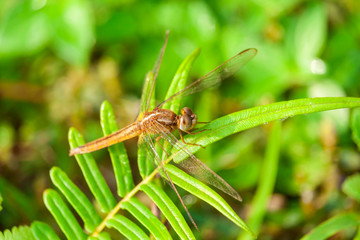 Dragonfly