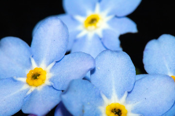 Close Up of Small Wildflowers on Black Background