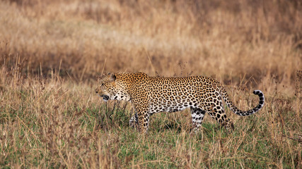 Leopard walking in the grass, Masai Mara National Park, Kenya