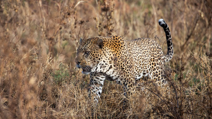 Fototapeta premium Leopard walking in the grass, Masai Mara National Park, Kenya