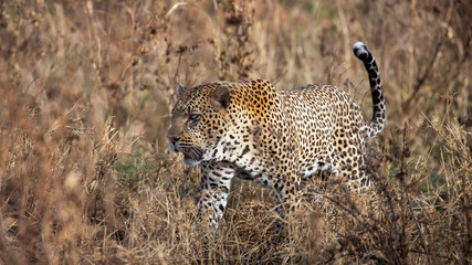 Leopard walking in the grass, Masai Mara National Park, Kenya