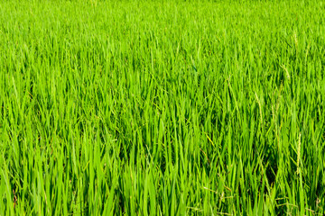 Green Paddy Field