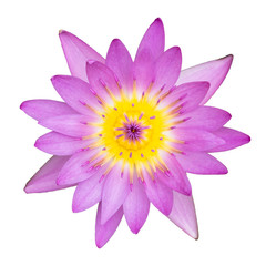 Pink water lily top view on white background