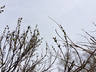 spring buds on tree
