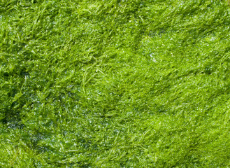 Wet green algae in Black Sea, Bulgaria
