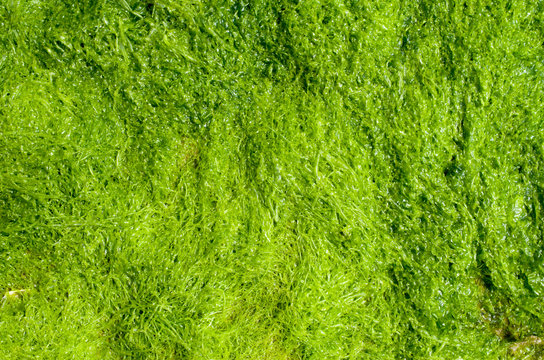Wet green algae in Black Sea, Bulgaria
