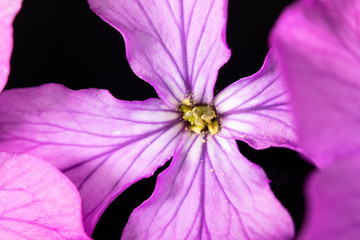 Close Up of Purple Wildflower on Black Background
