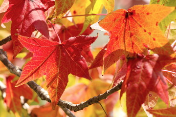 Bright red autumn leaves