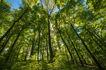 Fototapeta na wymiar Grüner Wald im Frühling