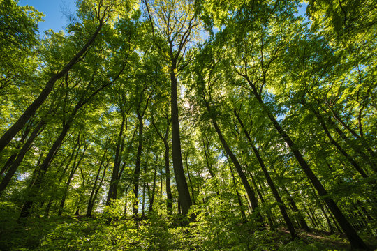 Grüner Wald im Frühling © RPHOTOWORKS