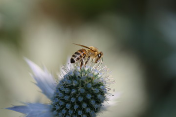 Bee on Miss Willmott