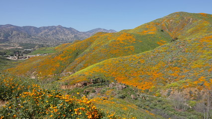 Rolling hills covered with wildflowers