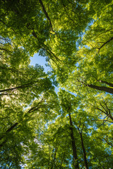 Grüner Wald im Frühling