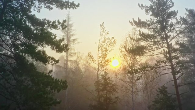 Sonnenaufgang im nebeligen Herbstwald