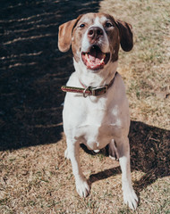 Smiling happy playful pointer dog on a beautiful sunny day