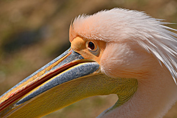 Portrair profil de pélican blanc