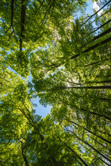 Gr&uuml;ner Wald im Fr&uuml;hling
