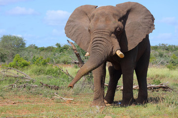 Afrikanischer Elefant / African elephant / Loxodonta africana