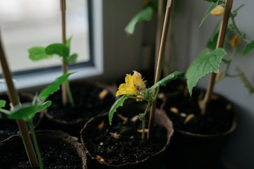 seedlings in peat pots.Baby plants seeding, black hole trays for agricultural seedlings.The spring...
