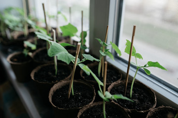 seedlings in peat pots.Baby plants seeding, black hole trays for agricultural seedlings.The spring...