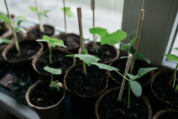 seedlings in peat pots.Baby plants seeding, black hole trays for agricultural seedlings.The spring...