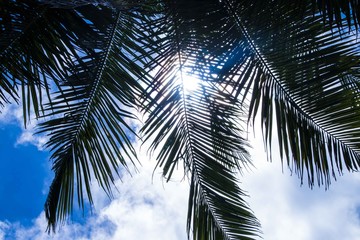 Fototapeta na wymiar palm tree against blue sky with clouds and sun