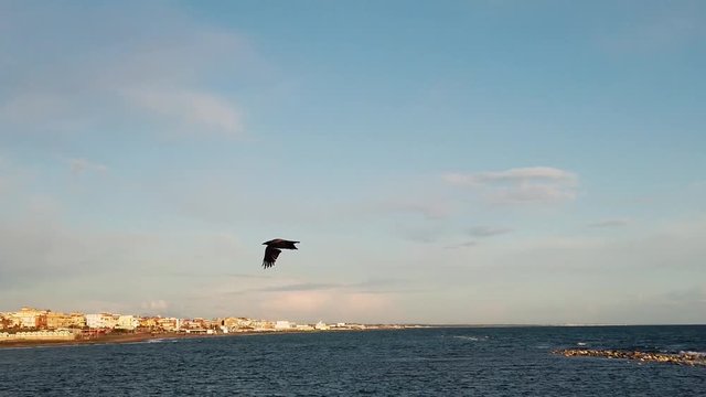 Slow motion video with a crow flying in the blue summer sky