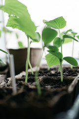 seedlings in peat pots.Baby plants seeding, black hole trays for agricultural seedlings.The spring...