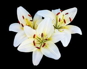 White lilies on a dark background in the garden on a light summer day_ © Volodymyr
