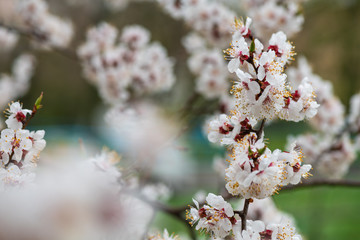 apricot flower spring nature close up macro 