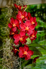 Beautiful orchid - detail on flower