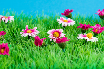 Grüne Wiese mit Blumen