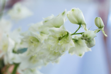 Macro delicate fresh wthite delphinum flower. Wedding fresh flowers decoration