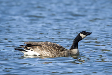 A candian goose swims in the waters of Fernan Lake in north Idaho.