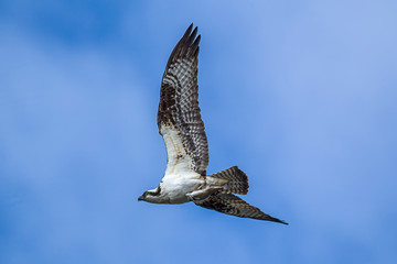 Obraz premium Osprey flying with fish in claws.