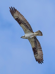 Osprey flying after catching a fish.