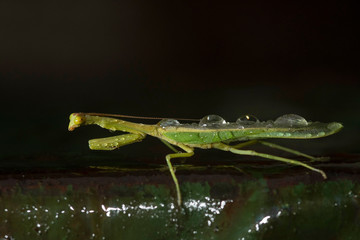 Praying Mantis with raindrops
