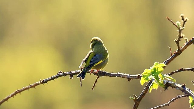 Greenfinch Chloris chloris bird singing