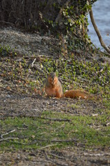 Naklejka na ściany i meble Squirrels hanging out on a spring day