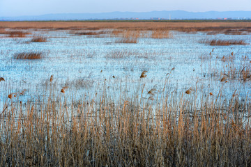 melting, shallow overgrown with reeds and bushes old  lake or pond and islets, flooded in the spring