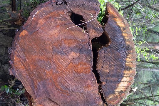 Old wood
