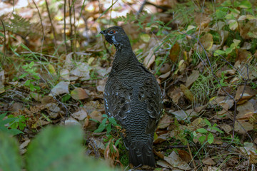Spruce Hen