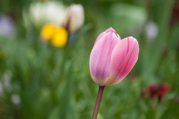 Closeup of pink Tulip in a public garden