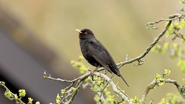 A male european Blackbird turdus merula singing in a tree with on a clear, sunny day in Spring season.