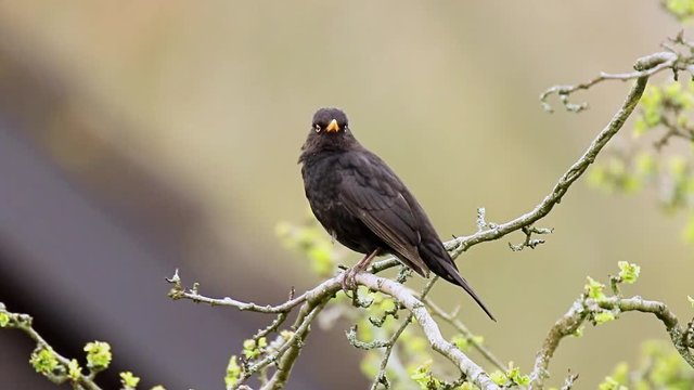 A male european Blackbird turdus merula singing in a tree with on a clear, sunny day in Spring season.