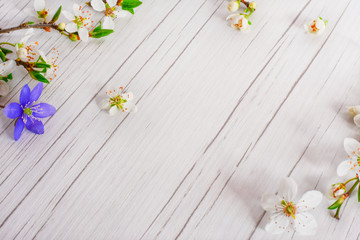Obraz premium Spring time, Easter, flowers background. Beautiful flowers of wild plum and one blue flower of Liverleaf on the white, wooden table. Spring concept with space for text,...
