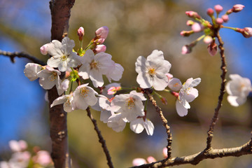 桜の花