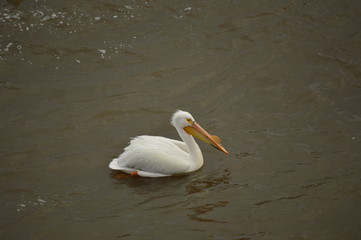 Pelicans on the river